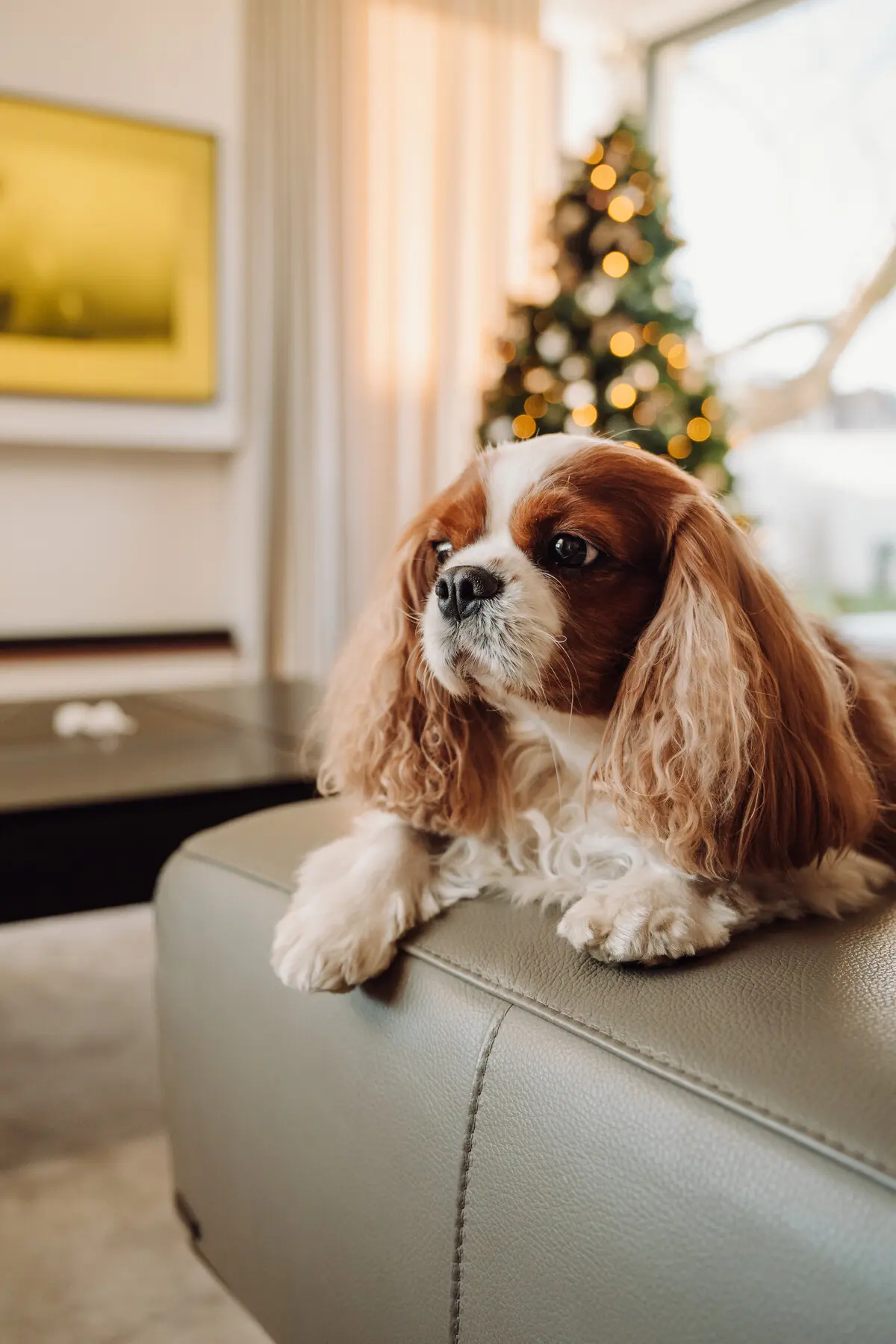 Sesje Świąteczne 2